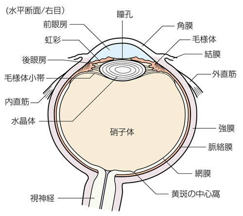 眼の構造