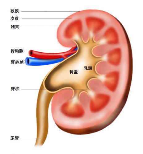 腎臓の構造